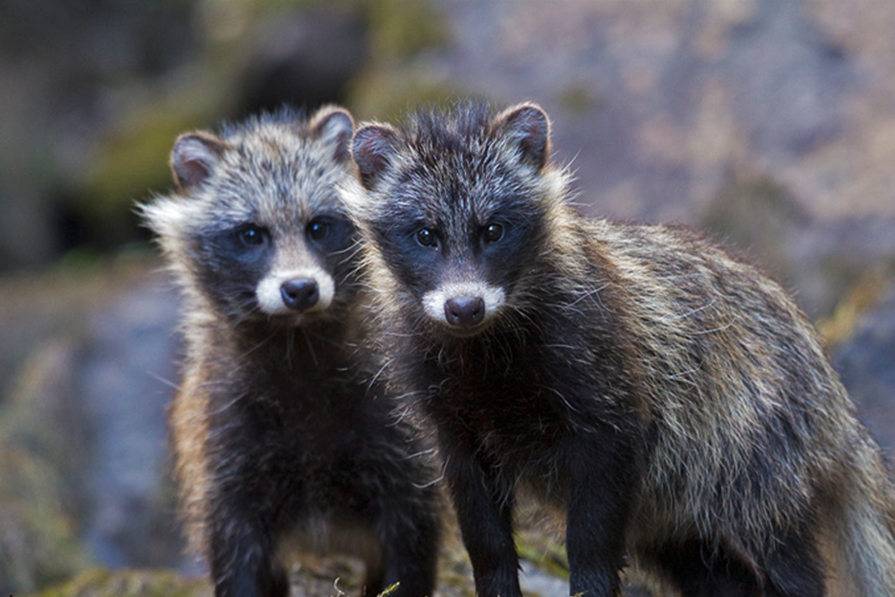 fur free retailer