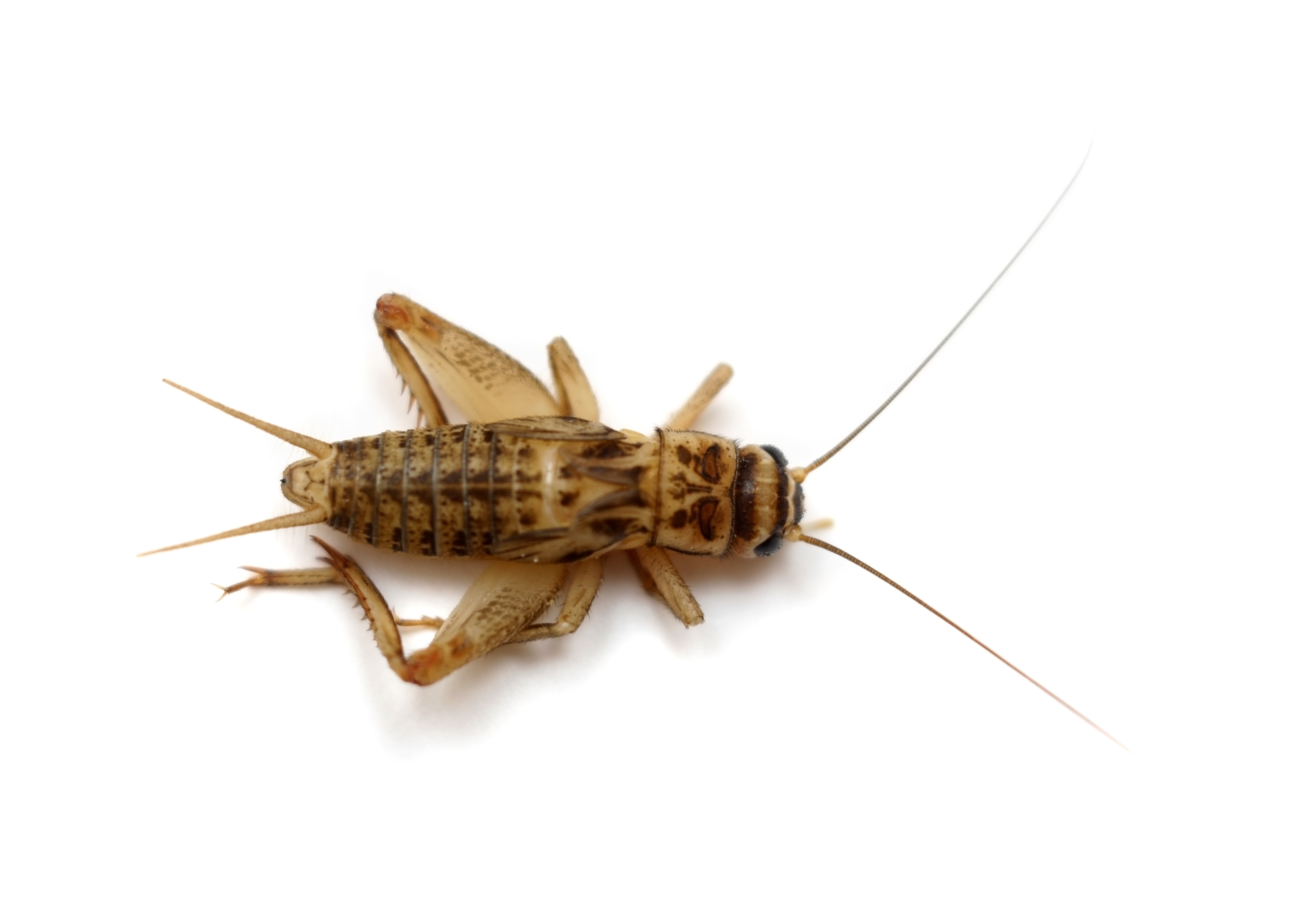 Den vanliga hussyrsan (Acheta domesticus) isolerad på vitt