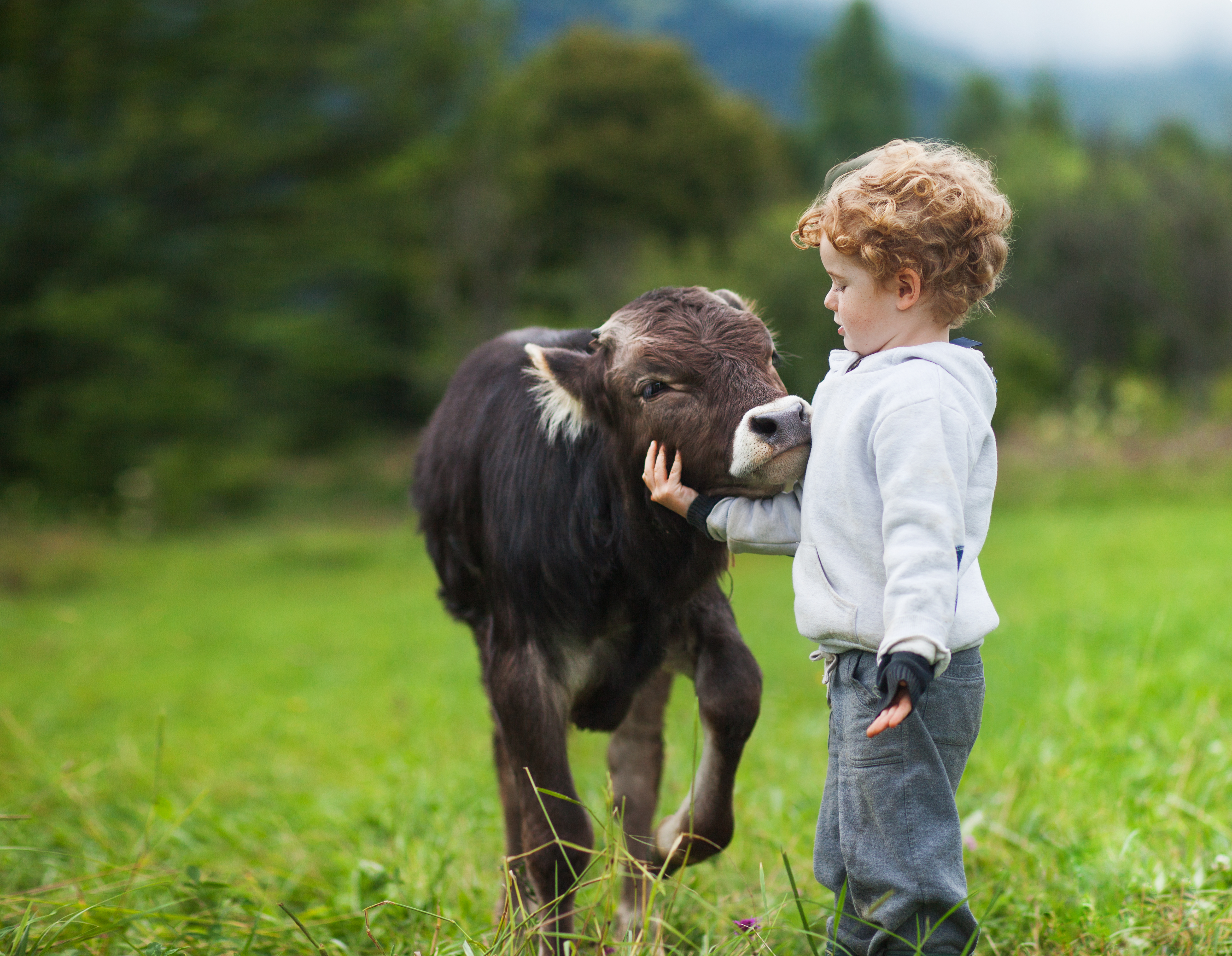 pojke och kalv på fältet, lockigt hår, Brown bull, vit kaukasiska ansikte, våren sommarmorgon, grön bakgrund