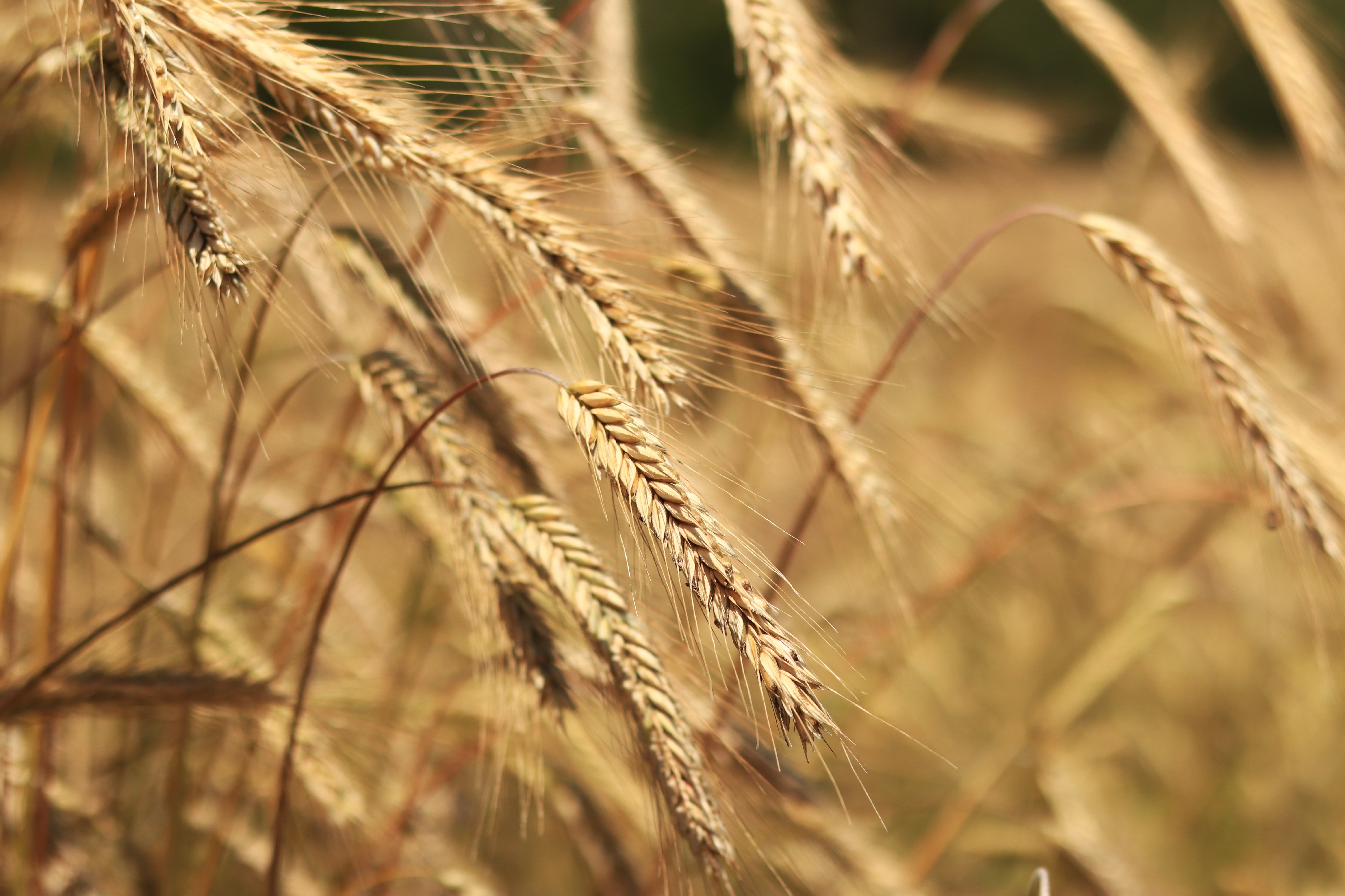 Ears of rye close up with selective focus. Grain ripening on the field. Field of rye. Agriculture. Rural landscape. Concept of growing grain harvest