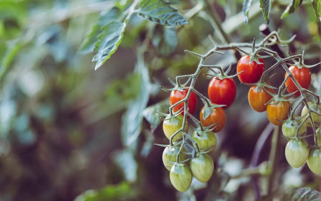 Tomatplanta med tomatklasar
