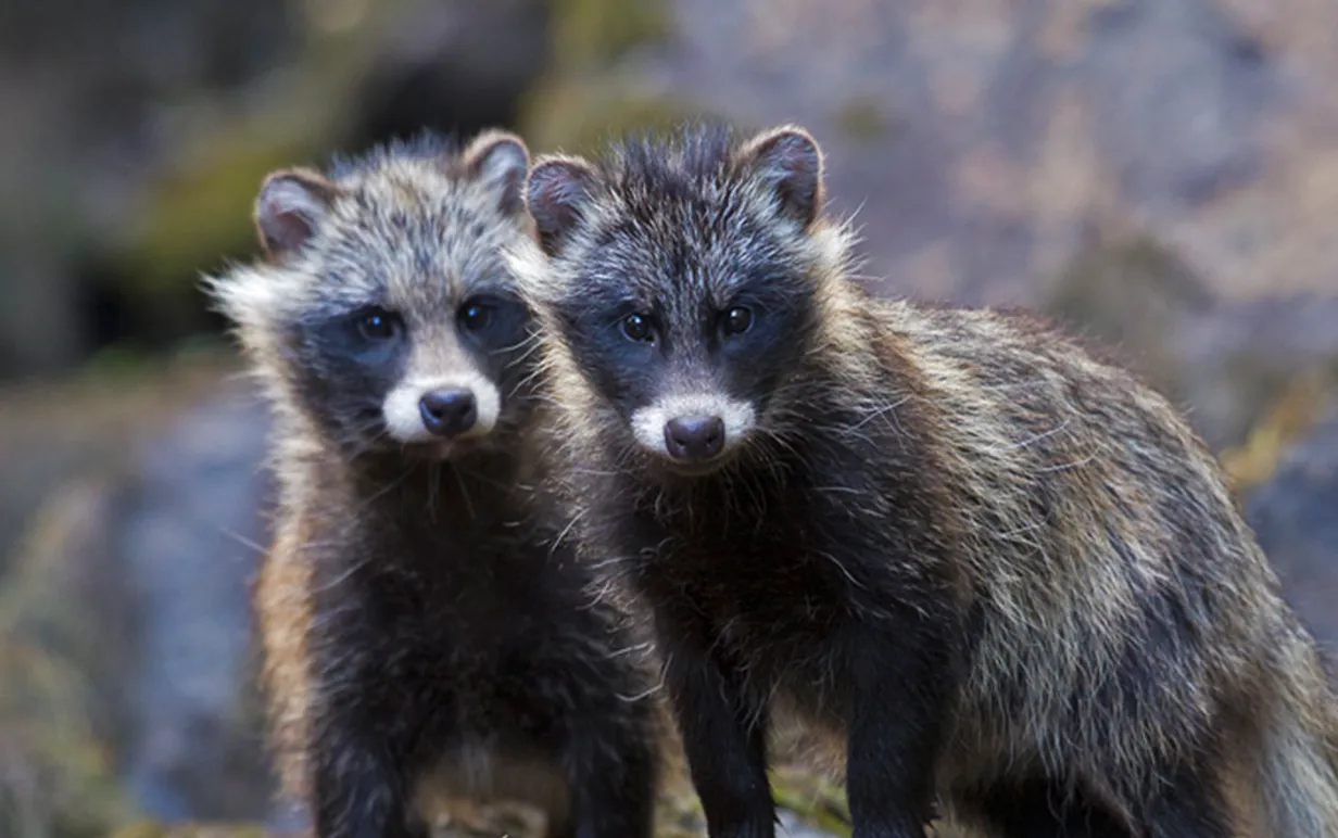 fur free retailer