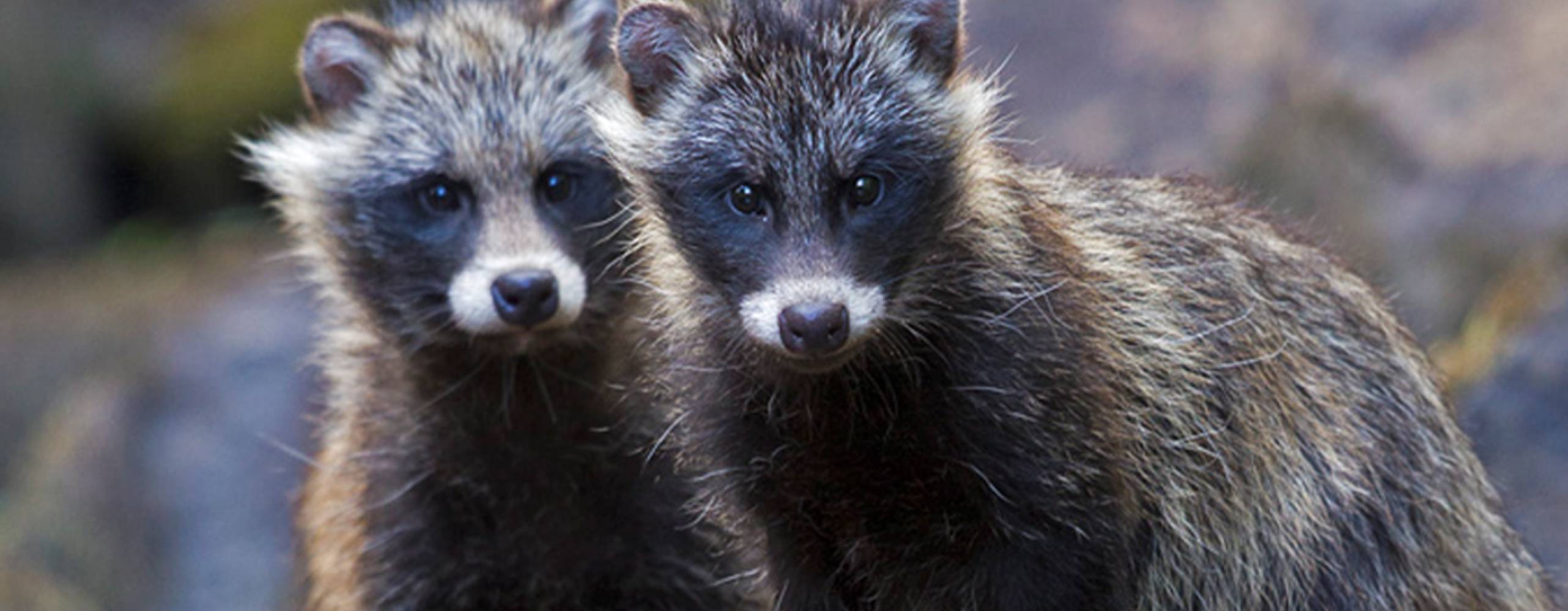 fur free retailer